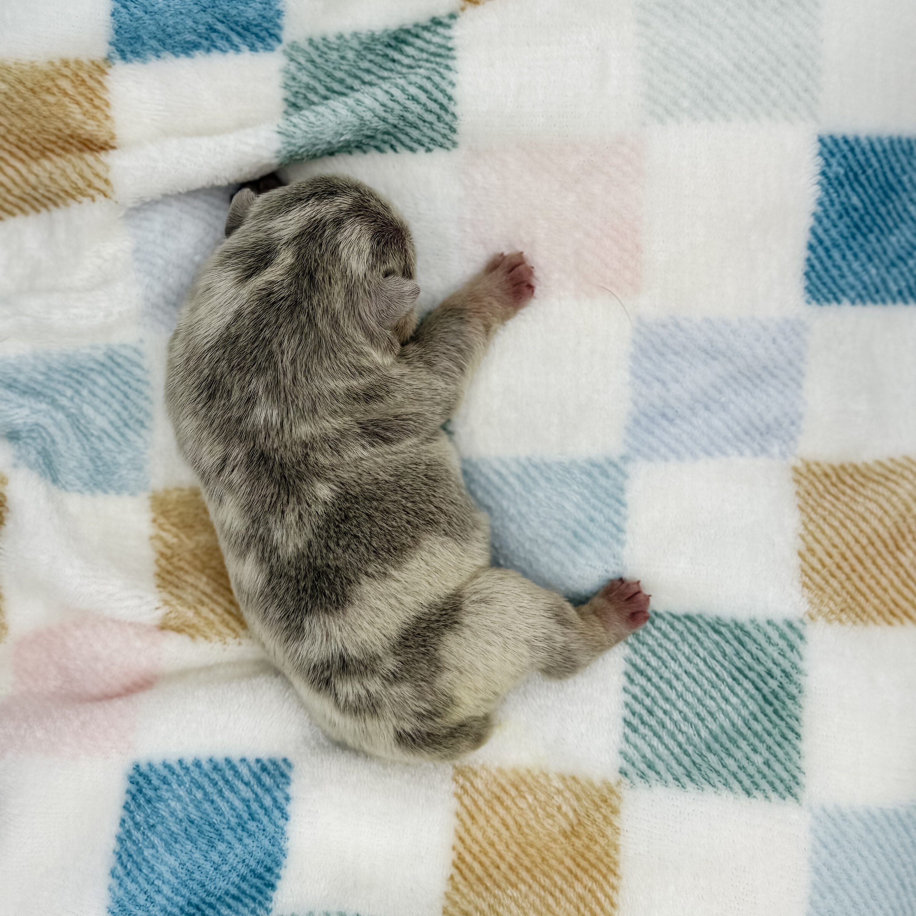 SnowWhite - Beautiful Female Bulldog Puppy